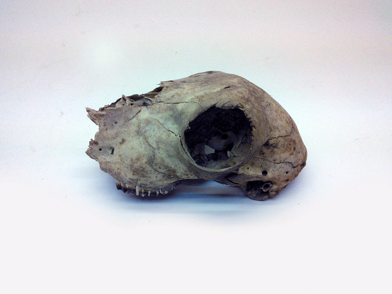 craneo animal 15x10x6 1u